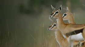 Глазами жертвы