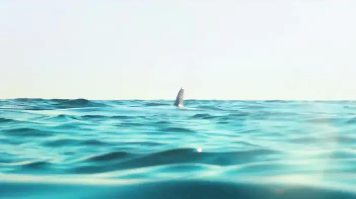 Трейлер (немецкий язык)