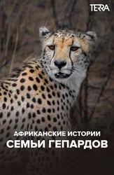 Африканские истории семьи гепардов
