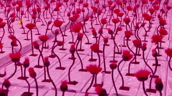 Трейлер (дублированный)