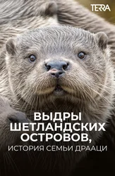 Выдры Шетландских островов: история семьи Драаци