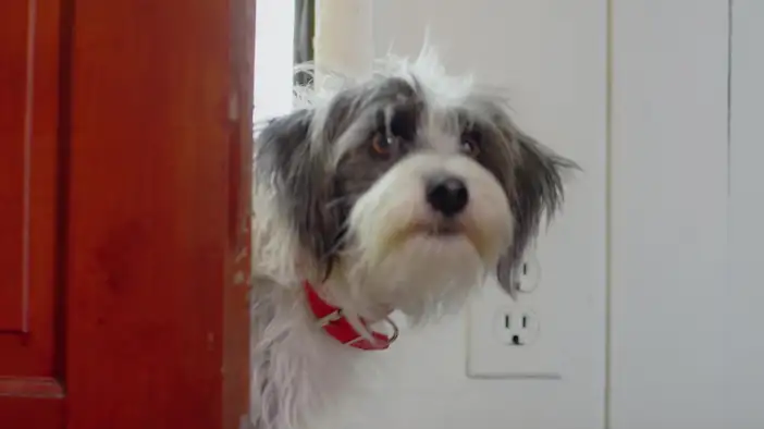 Трейлер (русский язык)