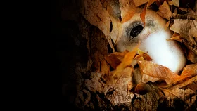 Алфавитный убийца