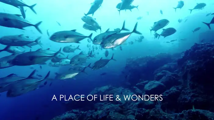 Трейлер (английские субтитры)