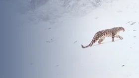 В поисках снежного барса