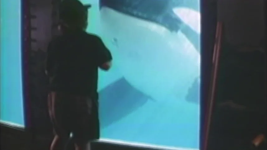 Освободите Вилли