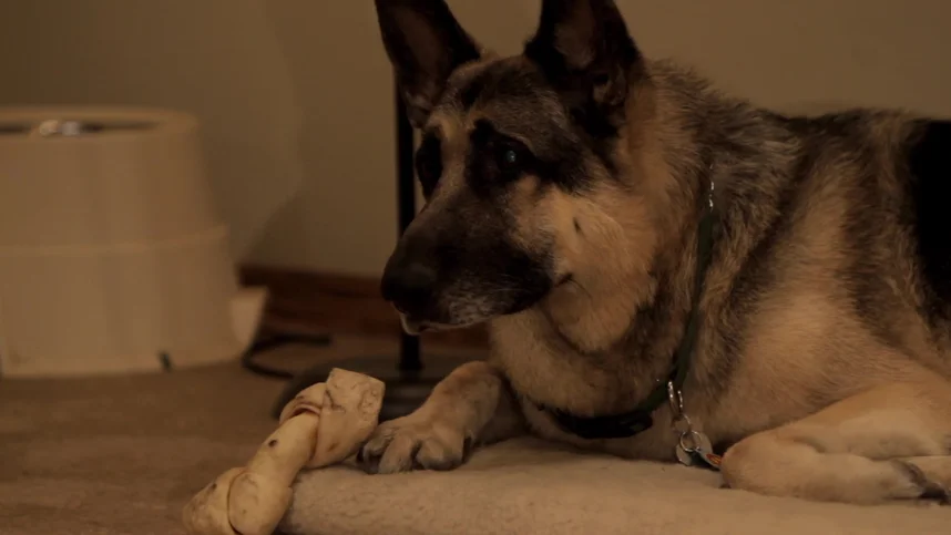 Звучание моего голоса (Звук моего голоса)