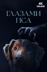 Глазами пса