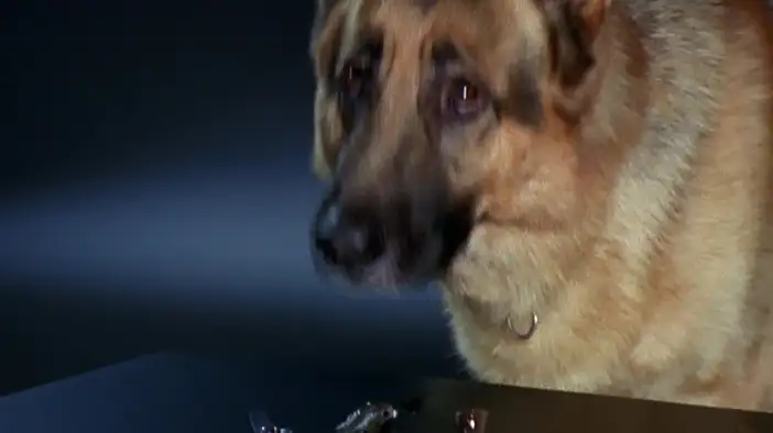 Трейлер (русский язык, сезоны 8-10)