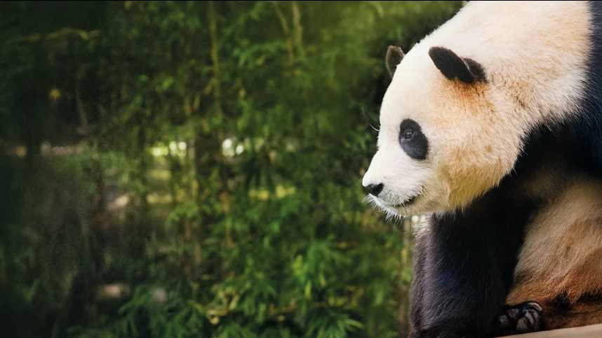 Мой друг панда