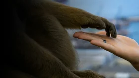 Сделать мир лучше