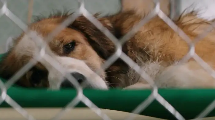 Фрагмент 2 (английский язык)