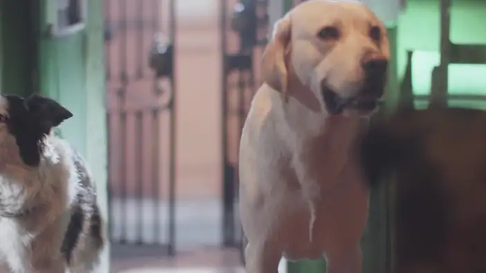 Трейлер (дублированный)