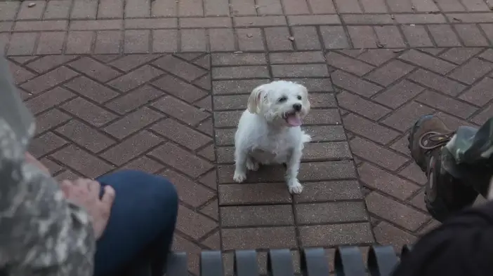 Трейлер (дублированный)