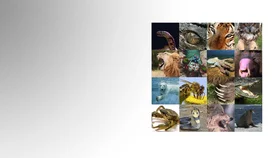 Живое оружие