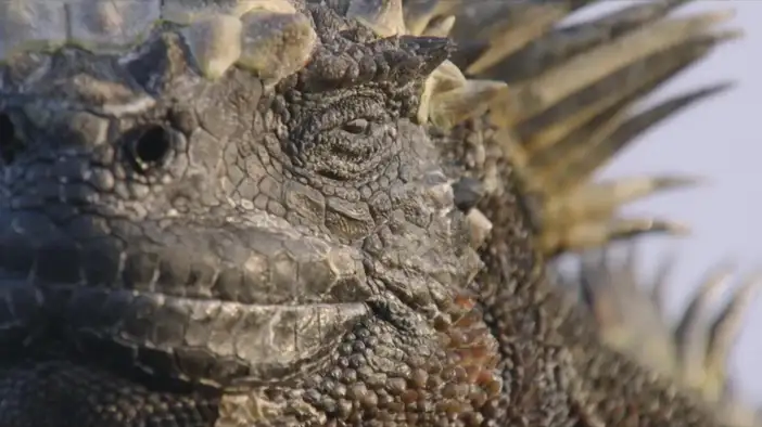 Трейлер (русские субтитры)