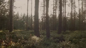 Потерянная Роуз