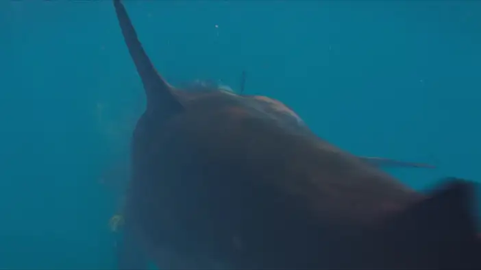 Трейлер (английский язык)