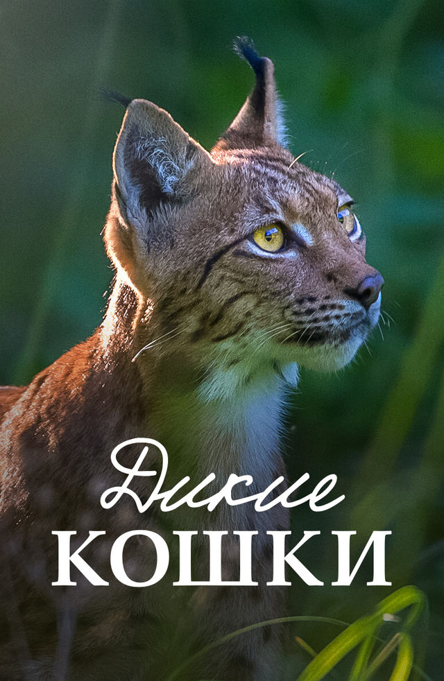 Semiz ayollarning eshakda sikilgan porno videolari