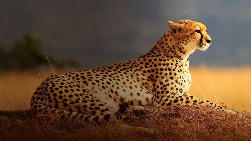 Масаи Мара. Истории дикой природы Африки