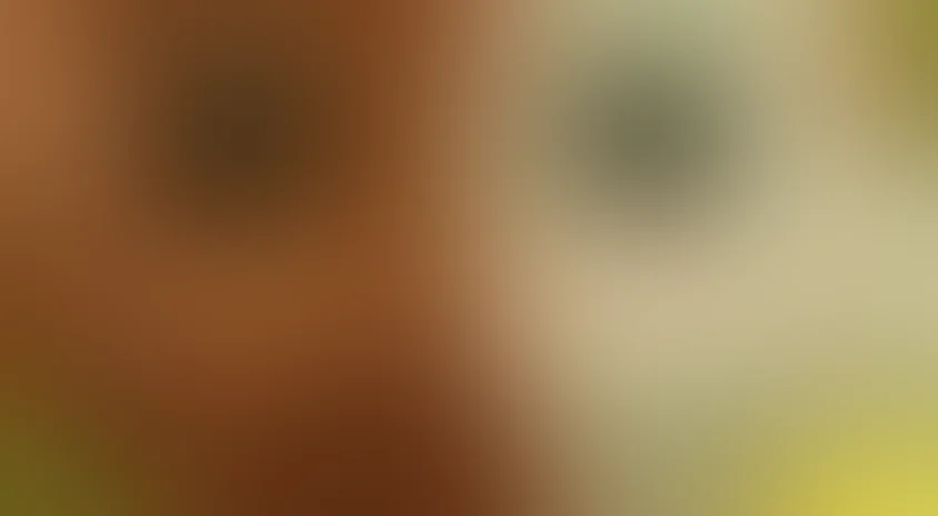 Веселые мишки