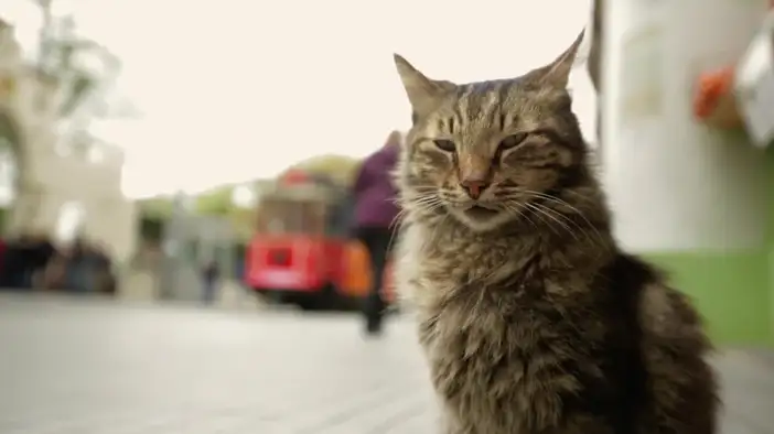 Трейлер (английский язык)