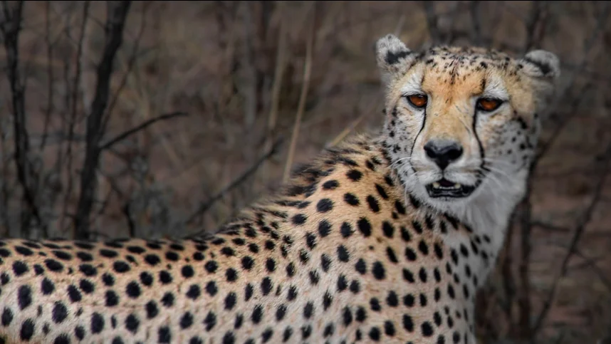 Африканские истории семьи гепардов