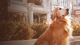 Хвостатый переполох