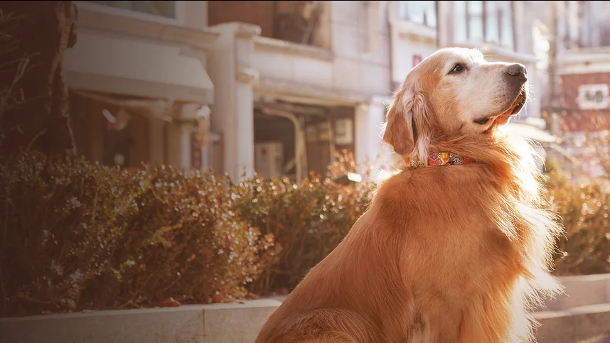 Хвостатый переполох