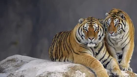 Возвращение больших кошек