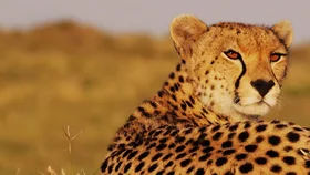 Африканские истории семьи гепардов