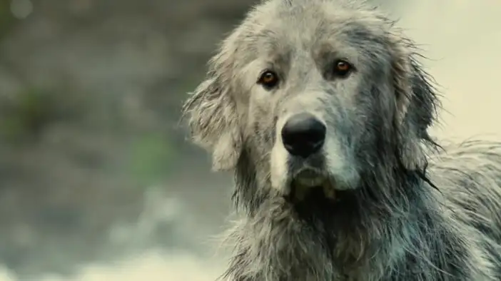 Промо-ролик (дублированный)