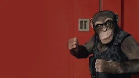 Шимпанзе под прикрытием