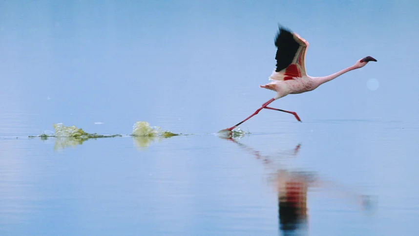 Пурпурные крылья: Тайна фламинго