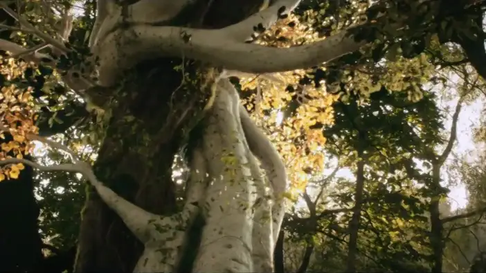 Трейлер (английский язык)