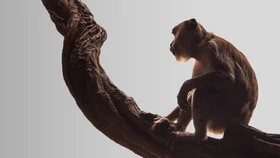 Планета Джунглей