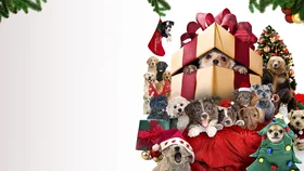 12 рождественских собак: Спасение приюта для щенков