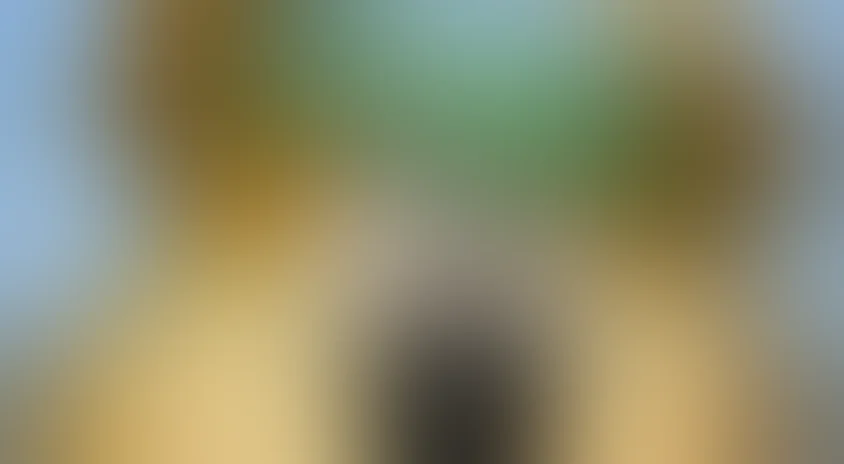 Привет, я – медведь Йоги