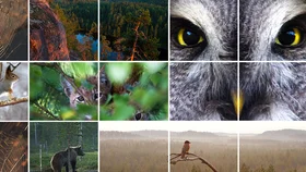 Лесная симфония