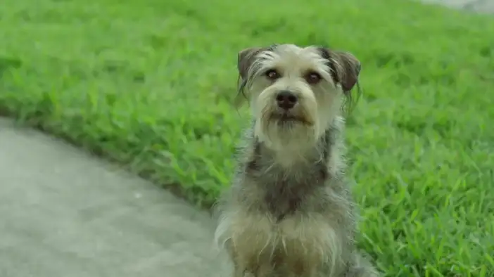 Трейлер (английский язык)