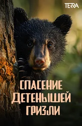 Спасение детёнышей гризли