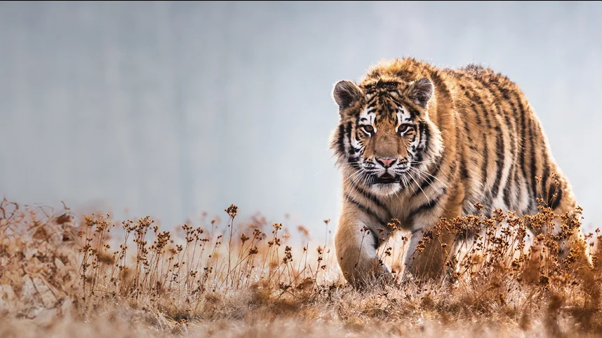 Гонка жизни