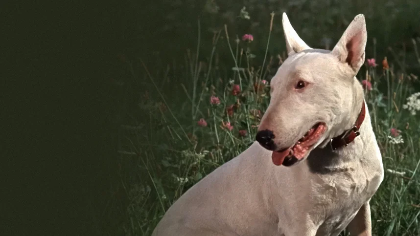 Невероятное путешествие