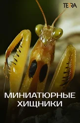 Миниатюрные хищники