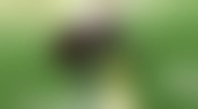 Муха-цокотуха