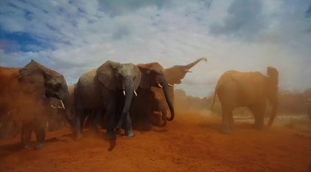 Рожденные на воле