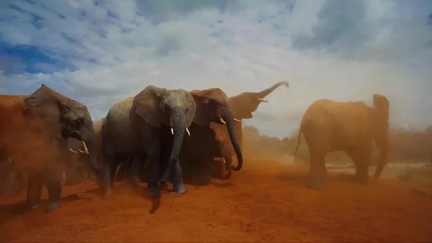 Рожденные на воле