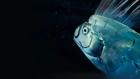 Гигантская морская змея