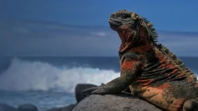 [4k] Galapagos: Yerning oxirida