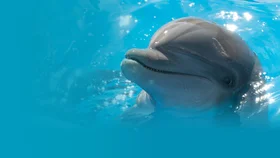 Дельфин Берни